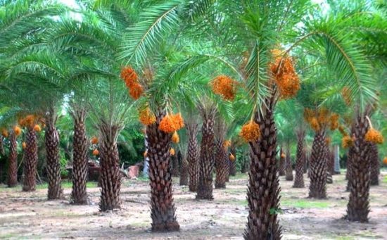Cây chà là nhập khẩu trồng trên đất nông nghiệp Việt Nam