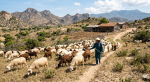 mô hình nuôi dê cừu ninh thuận