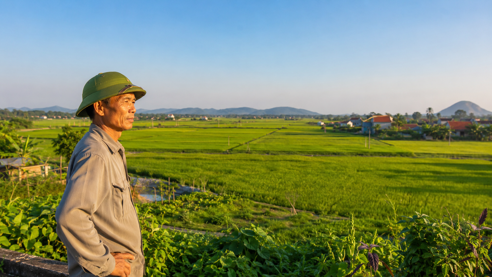 Đất nông nghiệp cánh đồng lúa xanh ở nông thôn Việt Nam theo Luật Đất đai 2024