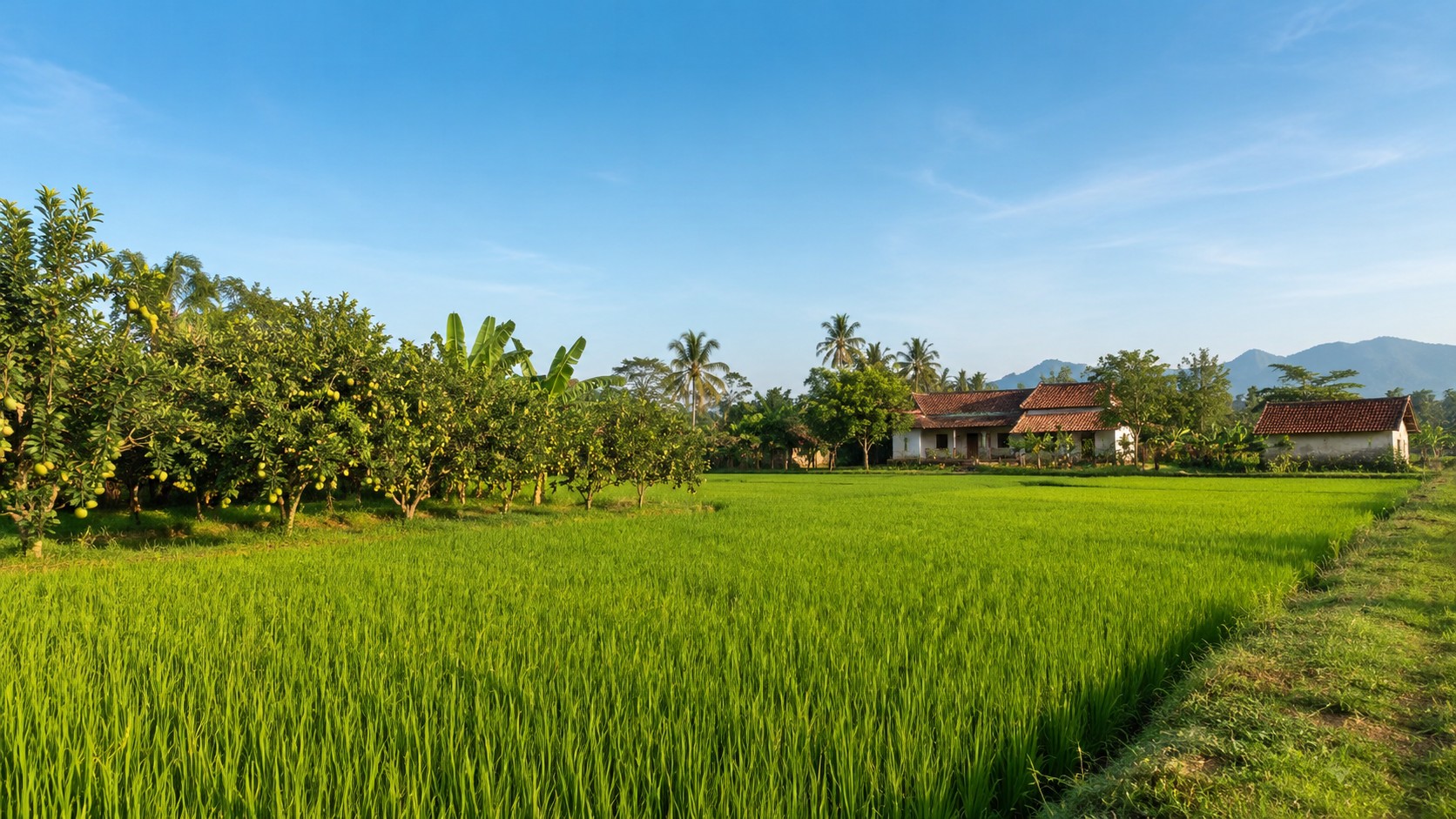 Đất nông nghiệp Việt Nam với ruộng lúa xanh và nhà vườn