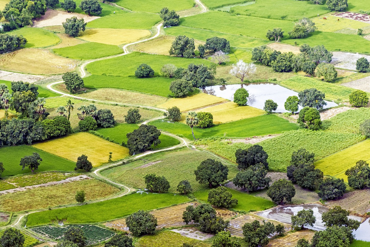đất nông nghiệp Việt Nam - nông dân cấy lúa