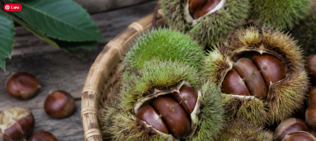 hạt dẻ tươi Quảng Lạc thu hoạch đất nông nghiệp Lạng Sơn OCOP 3 sao