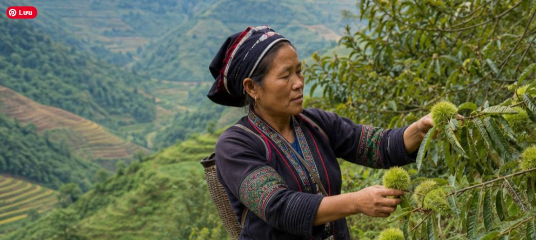 nông dân chăm sóc cây dẻ đất nông nghiệp miền núi Lạng Sơn