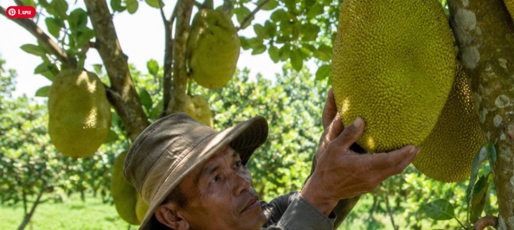 nông dân thu hoạch mít Thái cây ăn trái đất nông nghiệp