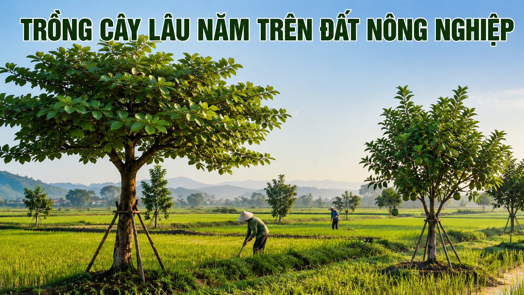 Trồng cây lâu năm trên đất nông nghiệp - ruộng lúa có cây lâu năm