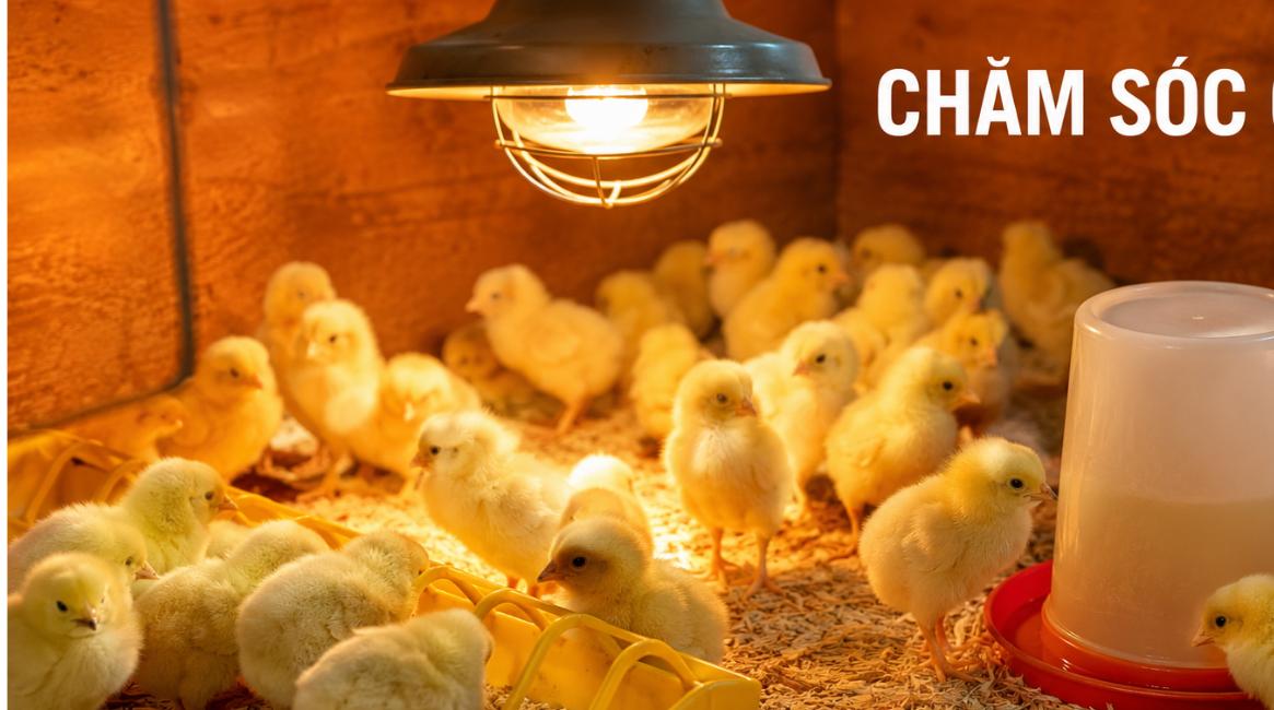 cách chăm sóc gà con - đàn gà con trong chuồng úm dưới đèn sưởi