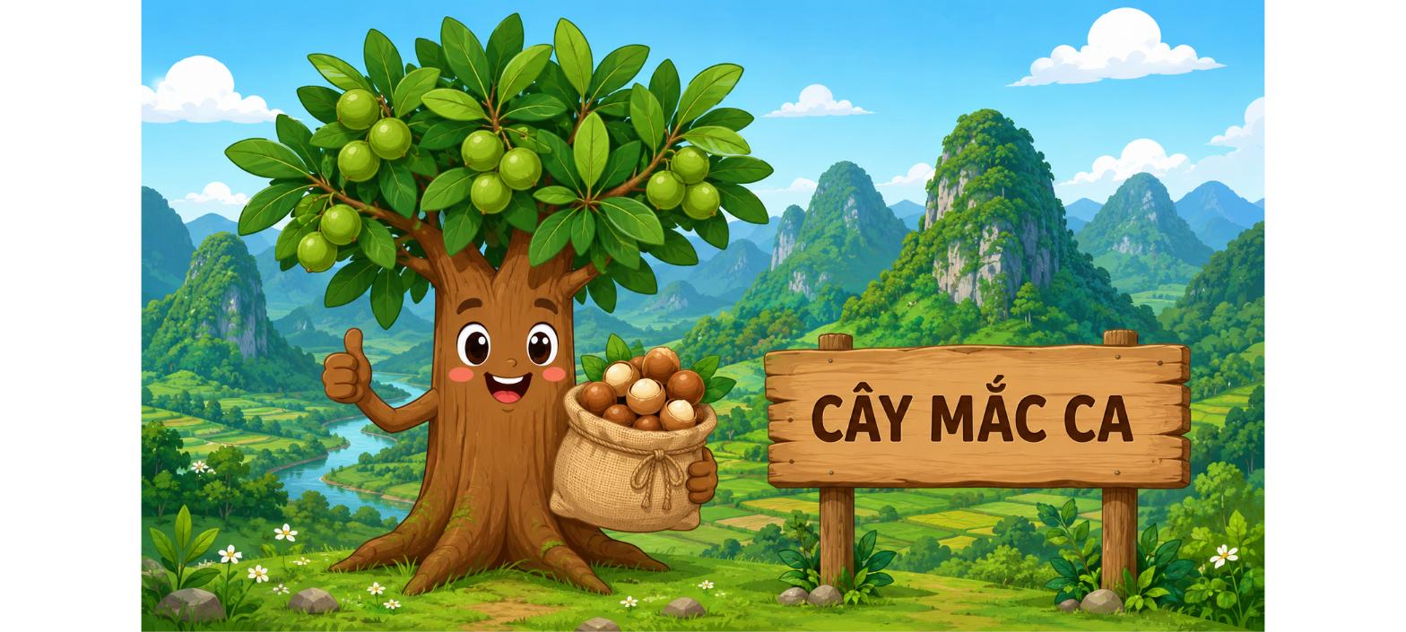 Hình minh họa cây mắc ca hoạt hình với bảng ghi Cây Mắc Ca tại Cao Bằng