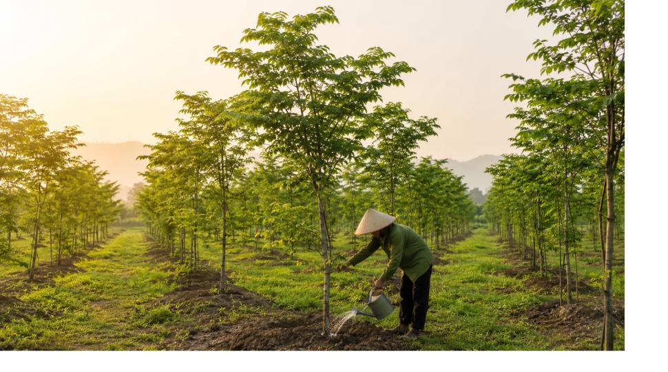 Trồng cây sưa đỏ trên đất nông nghiệp - vườn cây sưa đỏ xanh tốt