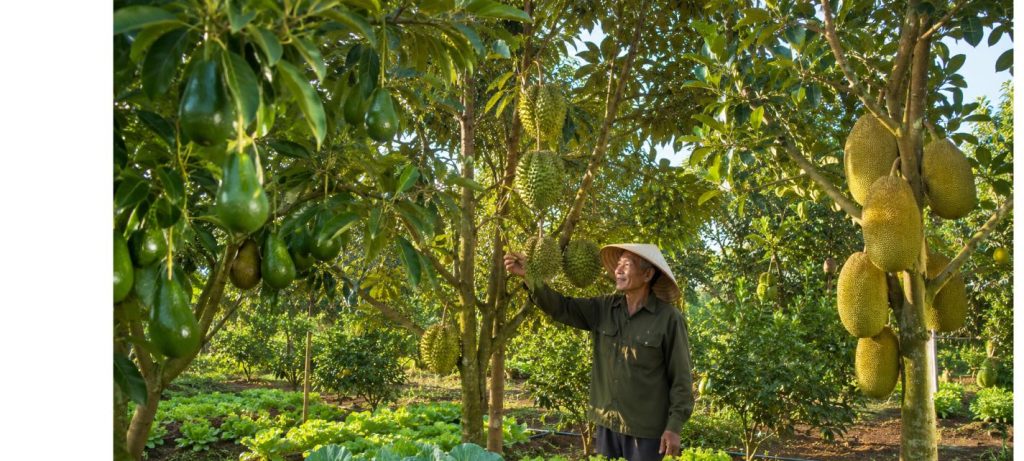 Cây trồng giá trị kinh tế cao trong vườn nông nghiệp Việt Nam