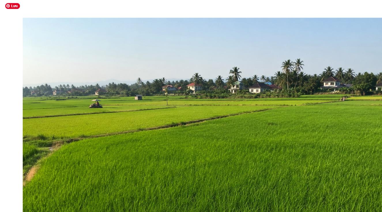 Cánh đồng lúa xanh trên đất nông nghiệp ở nông thôn Việt Nam