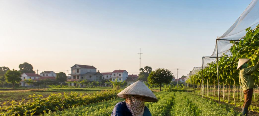 Đất nông nghiệp Hồng Minh Hưng Yên với mô hình hợp tác xã trồng dược liệu và nho