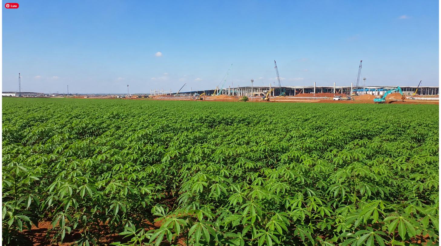 Đất nông nghiệp trồng khoai mì trong khu vực dự án sân bay Long Thành Đồng Nai
