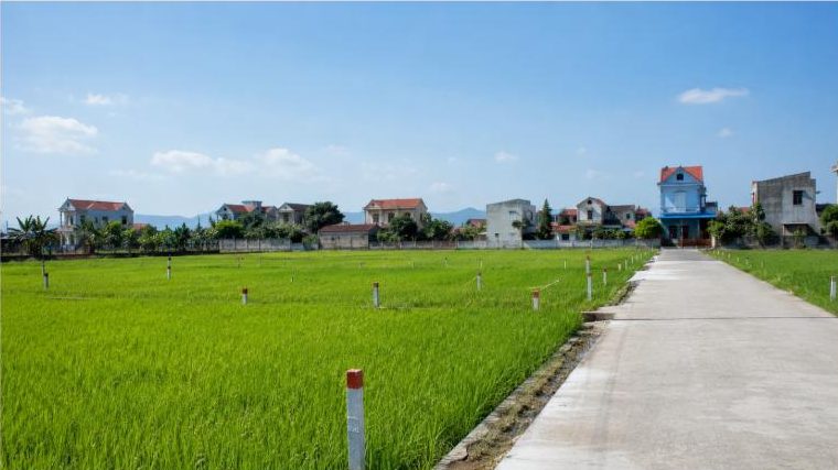 Đầu tư đất nông nghiệp - cánh đồng lúa xanh và đất phân lô ở vùng ven
