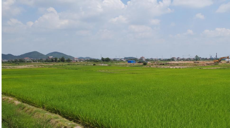 đền bù đất nông nghiệp trồng lúa khi bị thu hồi