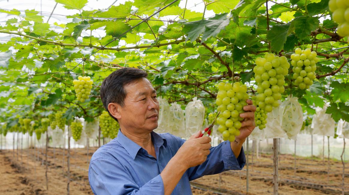 Du lịch sinh thái vườn nho sữa hữu cơ trong nhà màng ở Hà Nội, nông dân cắt tỉa chùm nho