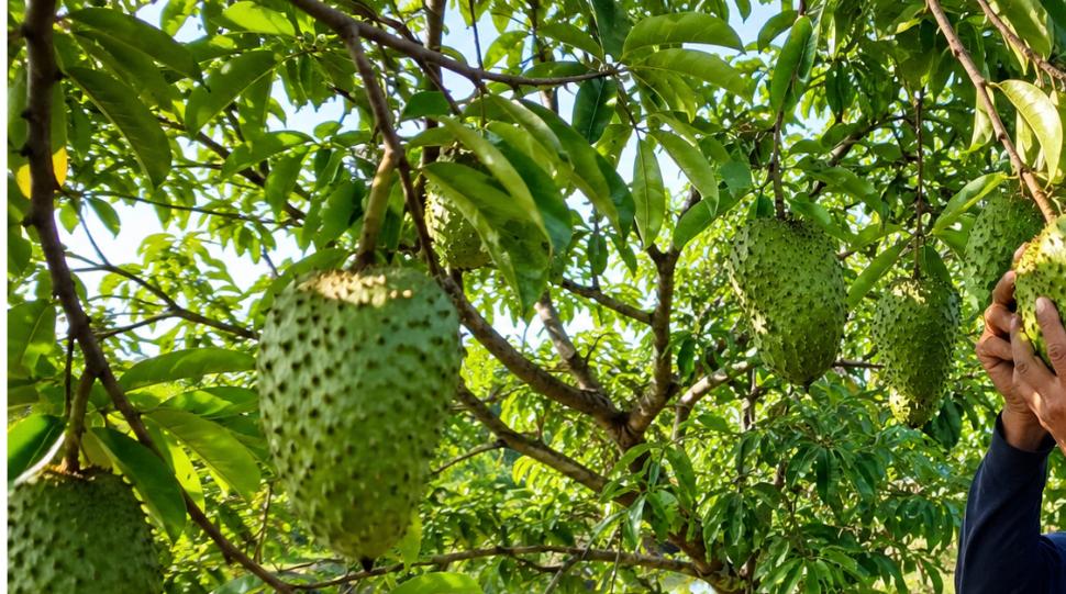 Vườn mãng cầu xiêm trên đất nông nghiệp miền Tây, nông dân thu hoạch quả