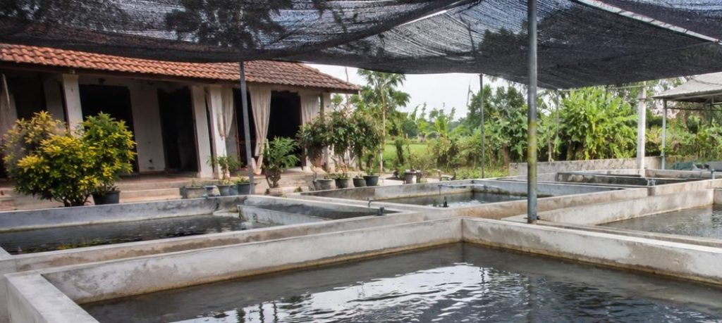 Nuôi cá trê trong bể xi măng tại sân vườn nông thôn
