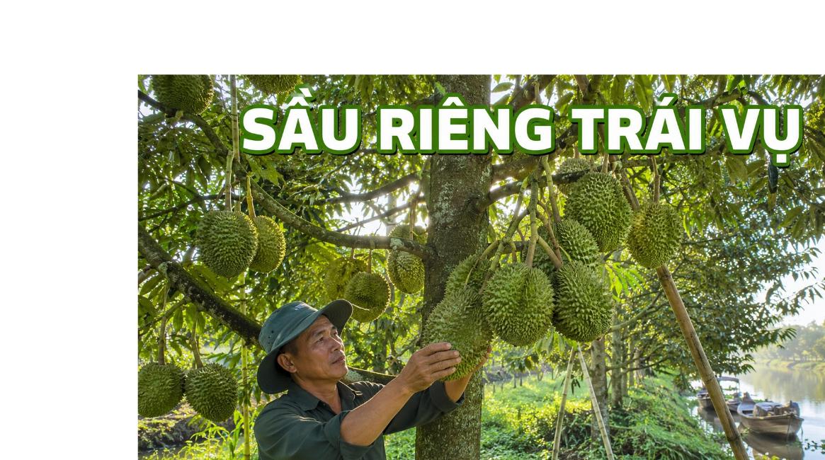 sầu riêng trái vụ tại vườn nhà nông Hậu Giang