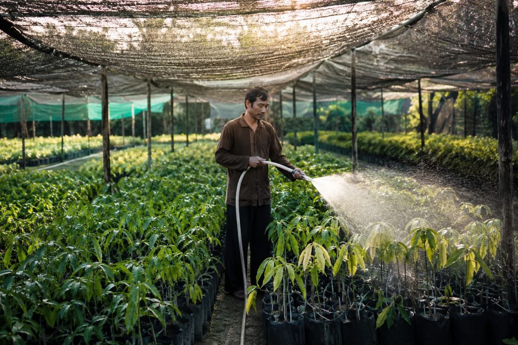 Nông dân tưới nước cho vườn ươm đất nông nghiệp trồng cây giống xoài, sầu riêng