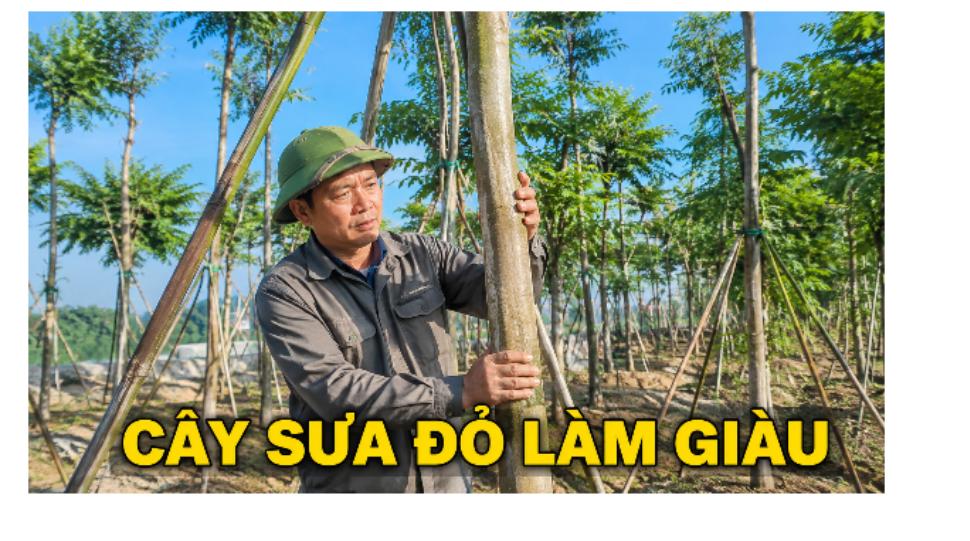 Vườn cây sưa đỏ và người nông dân chăm sóc cây sưa đỏ làm giàu