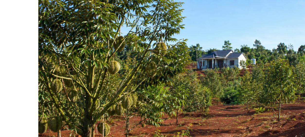 Đất trồng cây lâu năm Cẩm Mỹ Đồng Nai - vườn sầu riêng Thái 1,6 hecta