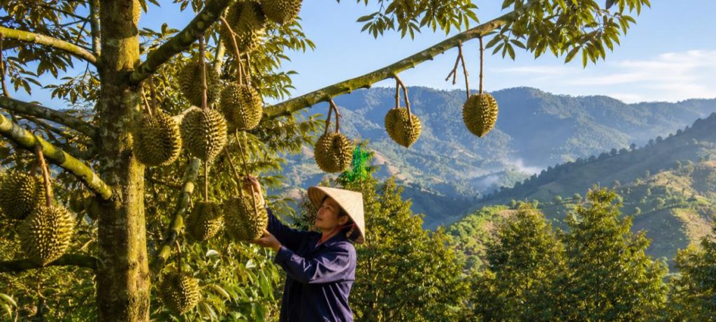Đất trồng cây lâu năm ở Khánh Sơn với vườn sầu riêng trĩu quả