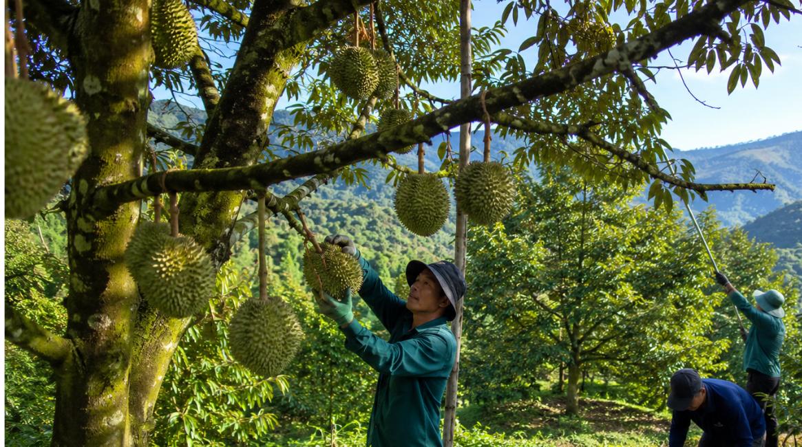 Đất trồng cây lâu năm trồng sầu riêng ở Khánh Sơn mùa thu hoạch
