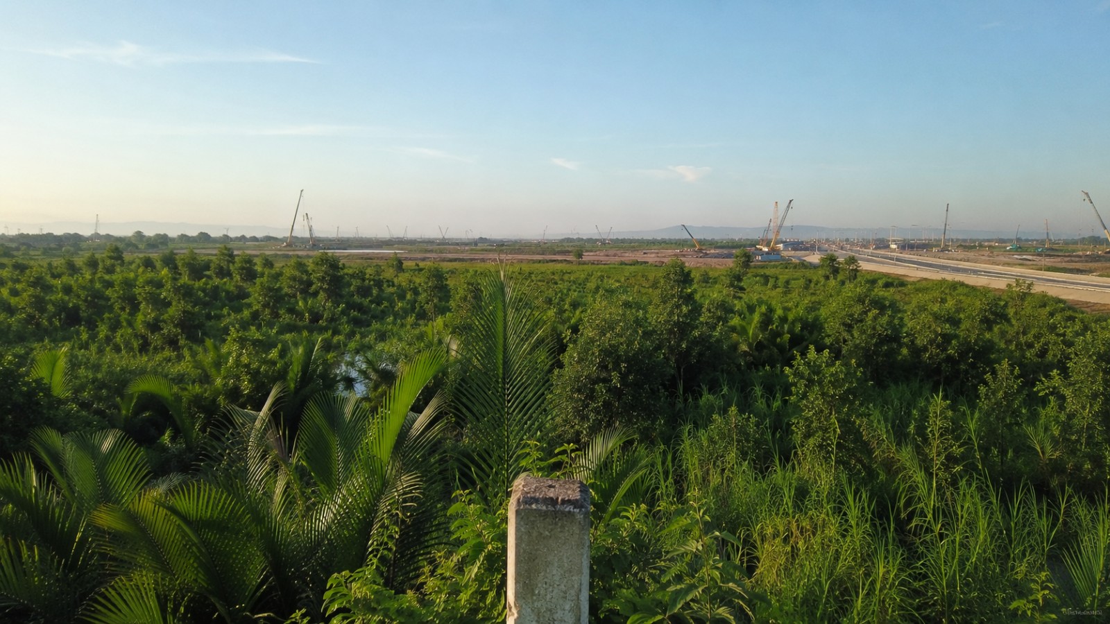 Quy hoạch đất đai Đồng Nai: cánh đồng tràm ở Nhơn Trạch nhìn về công trường sân bay Long Thành