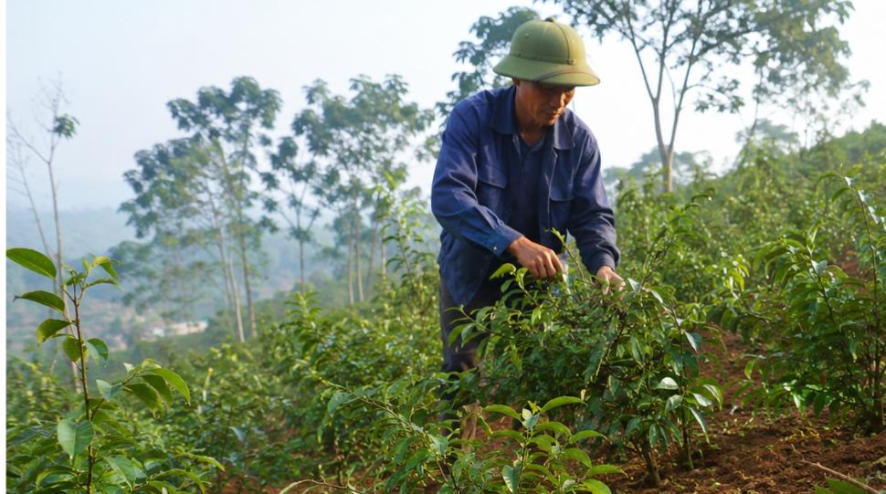 Cây xáo tam phân trồng trên đất đồi ở Khánh Hòa, nông dân đang chăm sóc vườn dược liệu